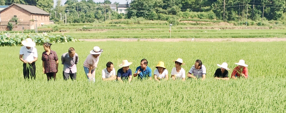 产业扶贫，实干兴邦|记角山米业优质稻订单产业扶贫技术培训会