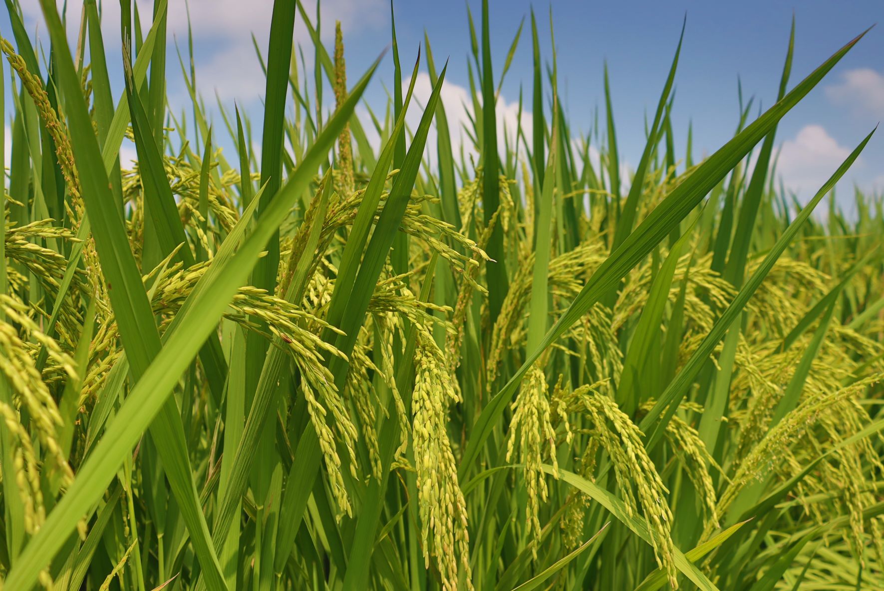 立秋‖稻谷金黄秋裹伏，禾熟时节话立秋