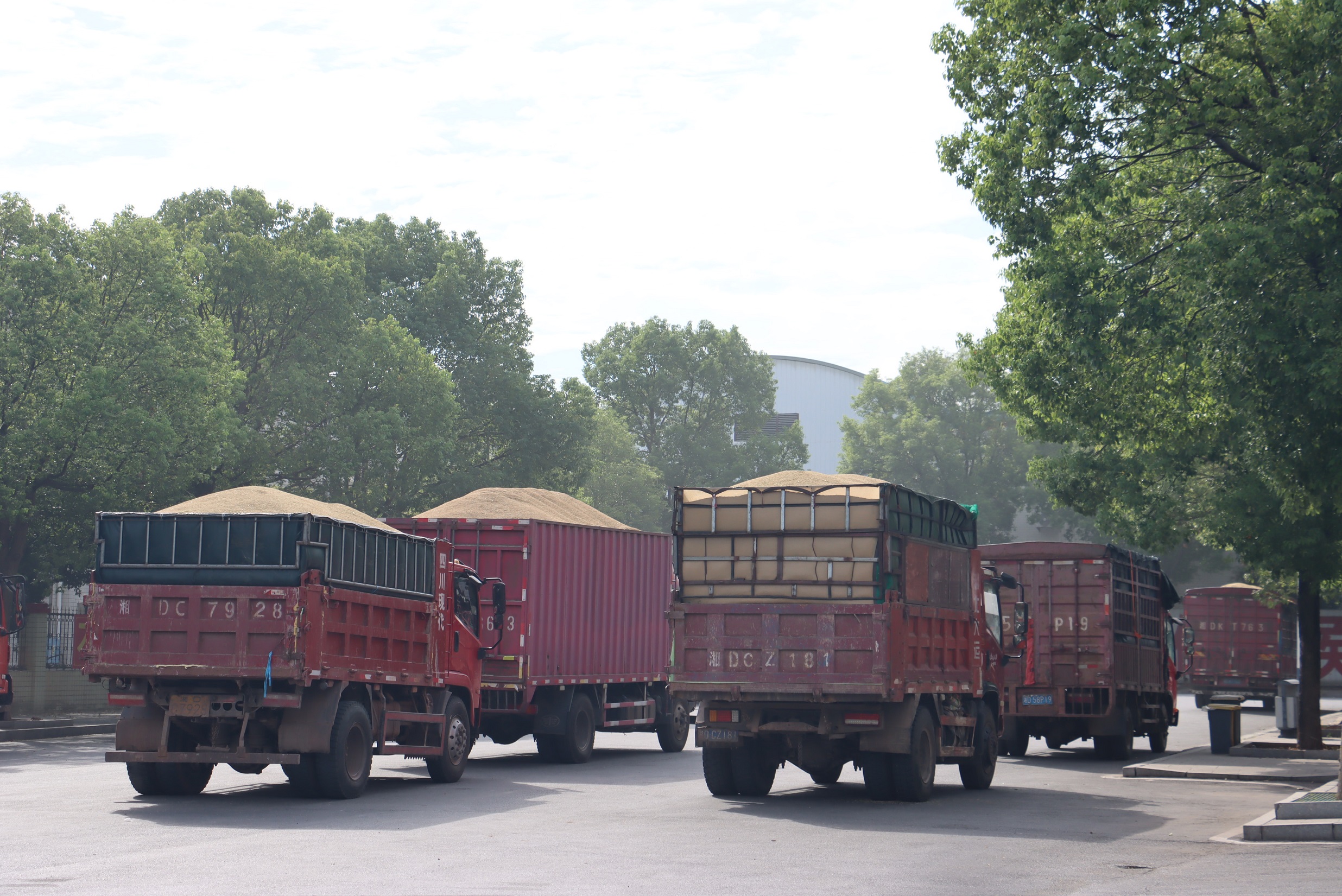 稻田的“KPI”，又双叒叕超额完成了！