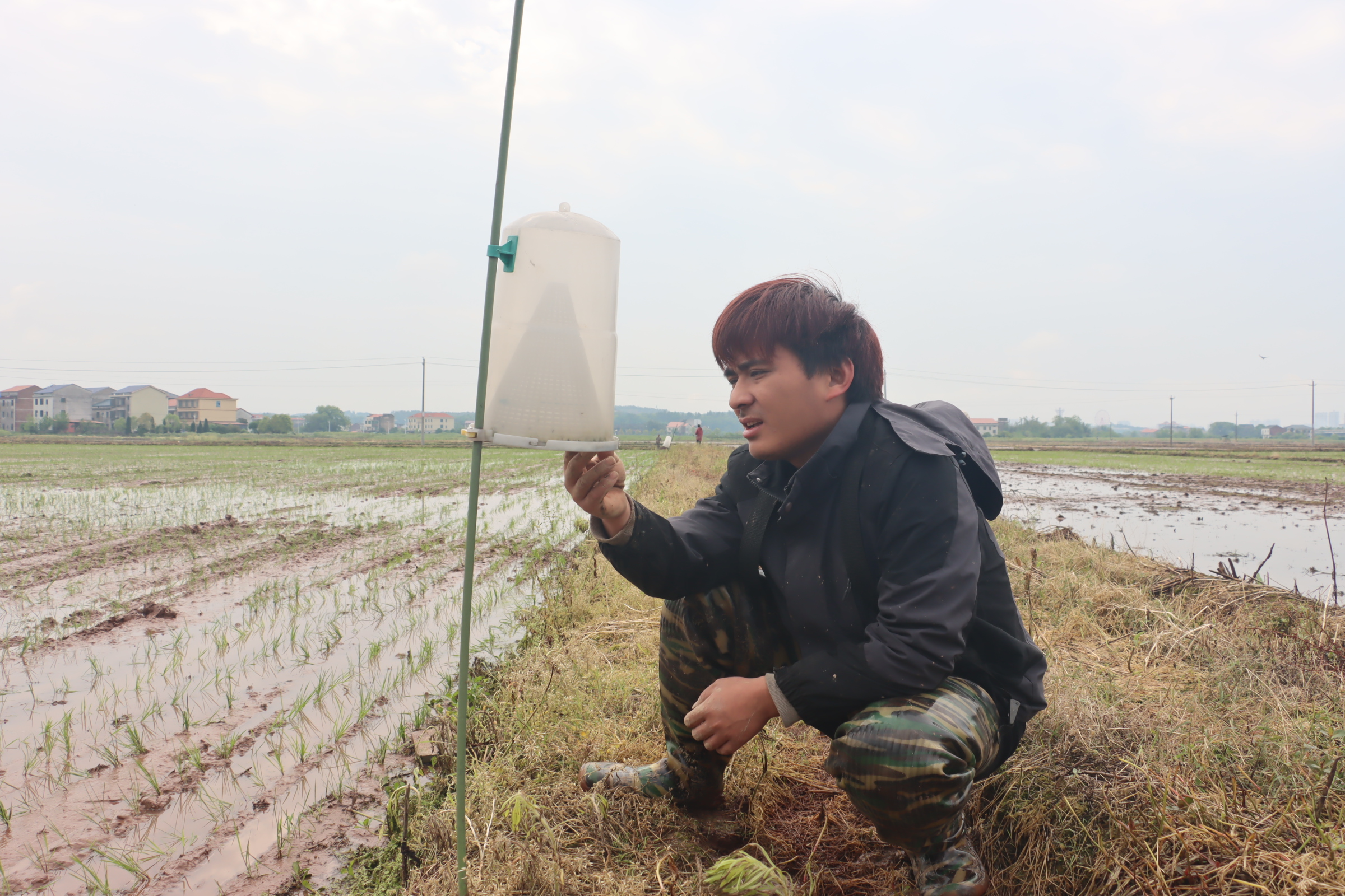 【基地动态】90后青年接棒老父亲，700亩稻田藏着新希望
